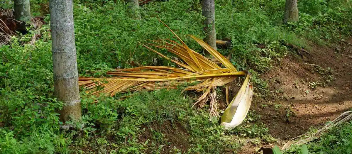 Palm Leaf Plates